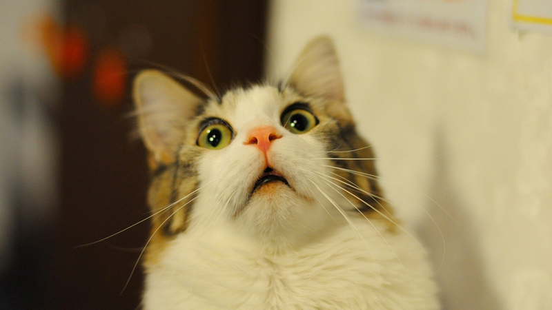 Illustration for article titled When you and the cat react the same way...